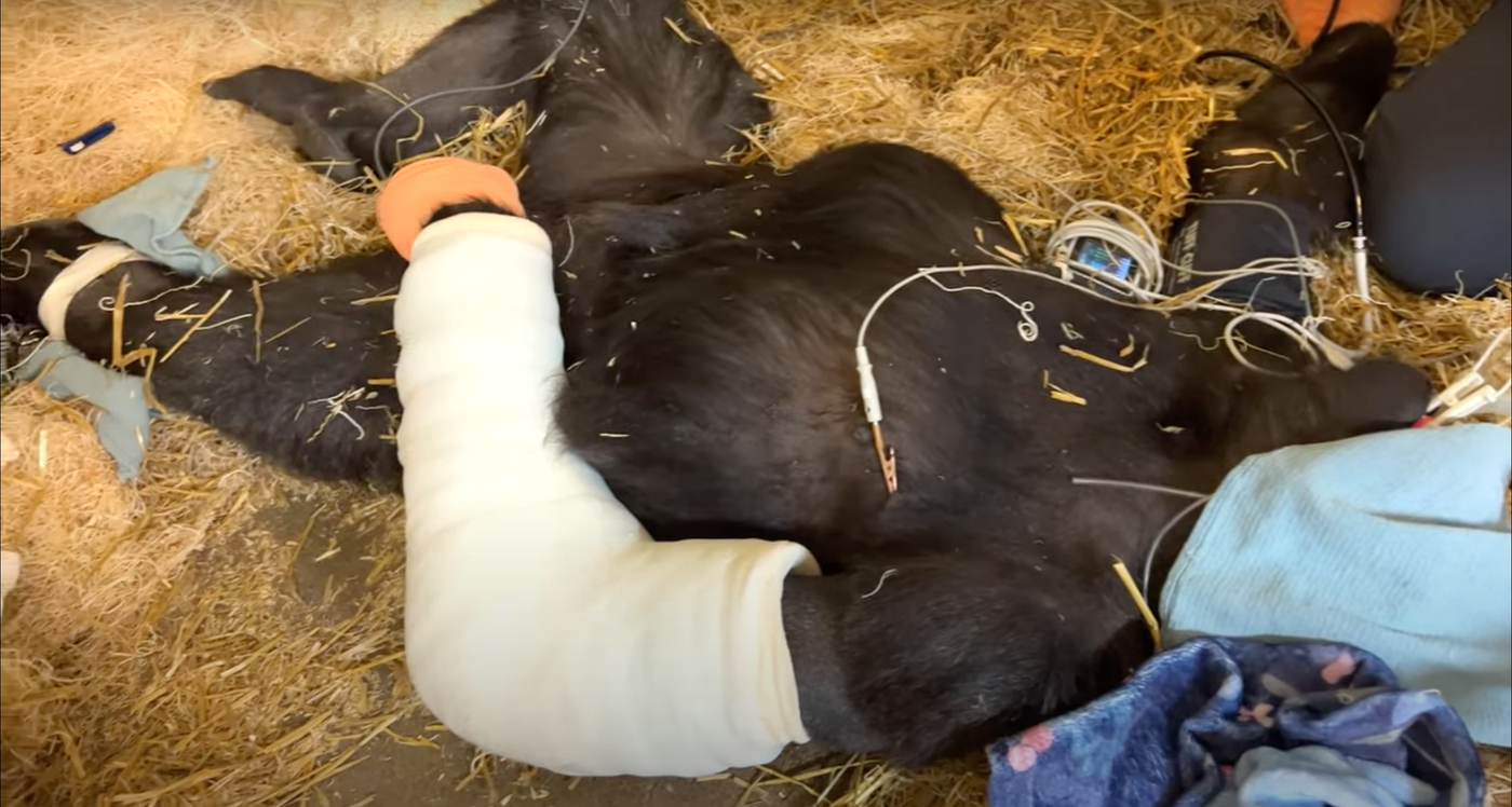 重傷のゴリラを3Dプリンターが救う｜シンシナティ動物園の挑戦