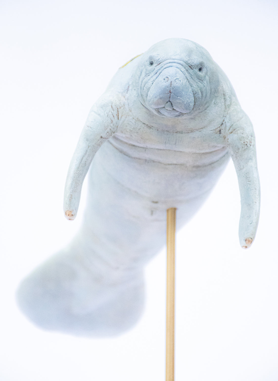 マナティ