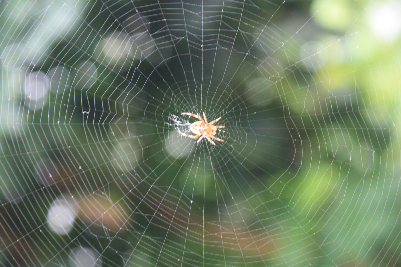 3Dプリントされたクモの巣がパンデミックを未然に防ぐ？