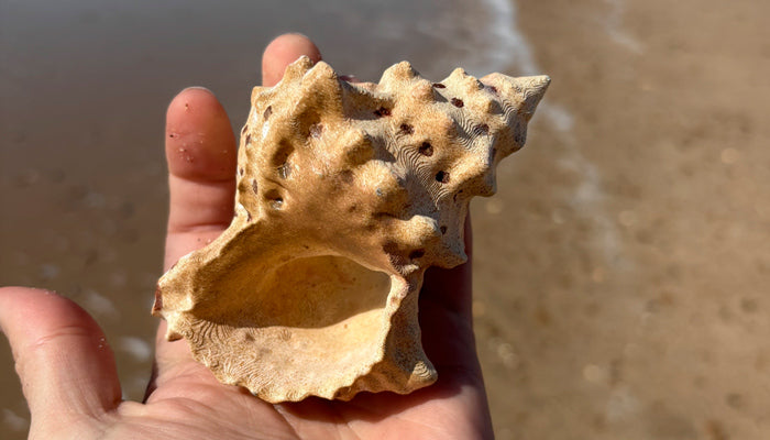夏をもっと楽しむための3Dプリントアイデア8選：海・プール・BBQにぴったりのSTLまとめ
