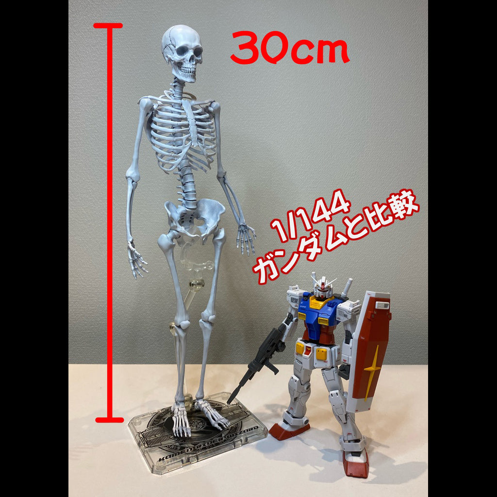 Skeleton_Human