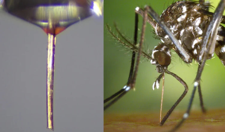 驚きの使い道！蚊の口吻が超精密3Dプリンティングノズルに