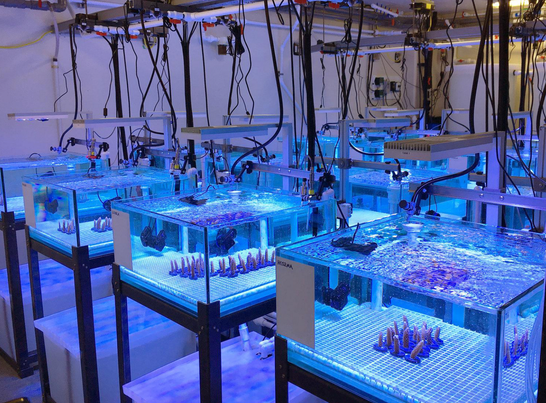 3Dプリンターはあと数十年内に死滅すると言われているサンゴ礁を救うことができるか